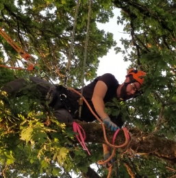 person in tree