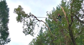 person in tree